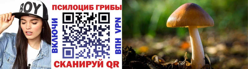 Купить  Баксан  Псилоцибиновые грибы мухоморы 